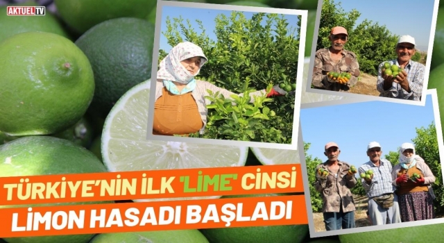 Türkiye’nin İlk 'Lime' Cinsi Limon Hasadı Başladı