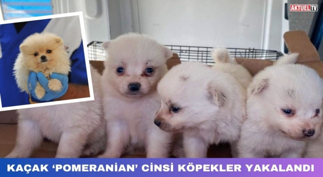 Kaçak ‘Pomeranian’ Cinsi Köpekler Yakalandı