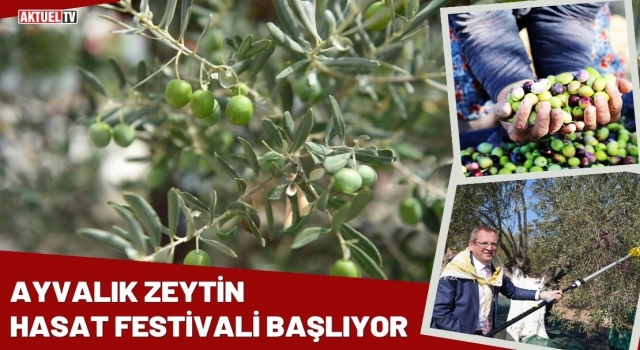 Ayvalık Zeytin Hasat Festivali Başlıyor