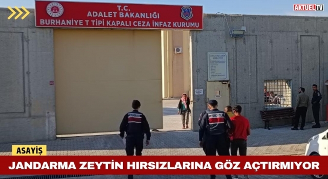 Balıkesir’de Jandarma Zeytin Hırsızlarına Göz Açtırmıyor