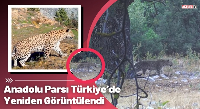 Anadolu Parsı Türkiye’de Yeniden Görüntülendi
