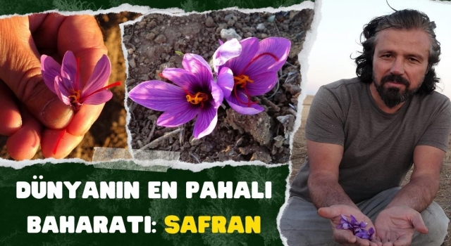 Dünyanın En Pahalı Baharatı: Safran