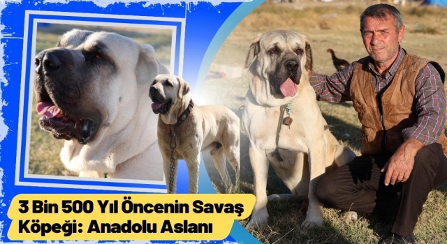 3 Bin 500 Yıl Öncenin Savaş Köpeği: Anadolu Aslanı