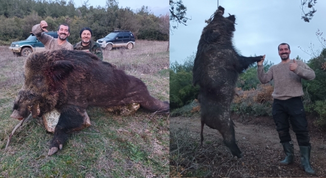 Avcılar 300 kiloluk dev domuz vurdu