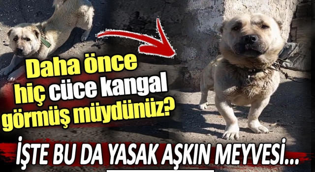 Cüce Kangal Türkiye'nin yeni Gündemi oldu