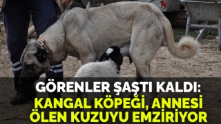 Kangal köpeği, annesi ölen kuzuyu emziriyor