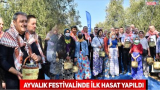 Ayvalık Zeytin Hasat Festivalinde İlk Hasat Yapıldı