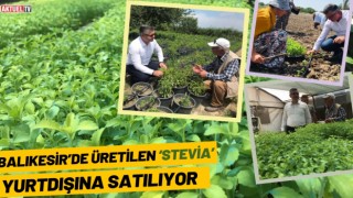 Balıkesir’de Üretilen ‘Stevia’ Yurtdışına Satılıyor