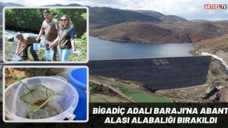 Bigadiç Adalı Barajı’na Abant Alası Alabalığı bırakıldı