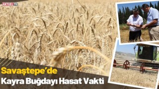 Savaştepe’de Kayra Buğdayı Hasat Vakti