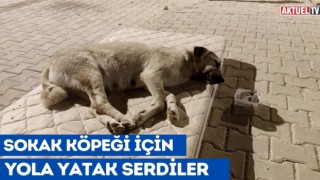 Sokak Köpeği İçin Yola Yatak Serdiler