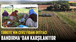 Türkiye'nin Ceviz Fidanı İhtiyacı Bandırma’dan Karşılanıyor