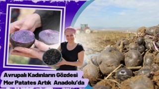 Avrupalı Kadınların Gözdesi Mor Patates Anadolu’da