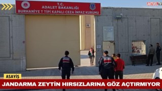 Balıkesir’de Jandarma Zeytin Hırsızlarına Göz Açtırmıyor
