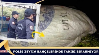 Polis Zeytin Bahçelerinde Takibi Bırakmıyor