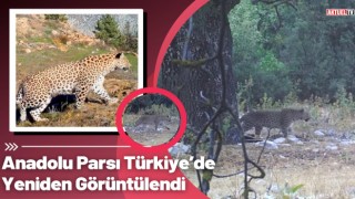 Anadolu Parsı Türkiye’de Yeniden Görüntülendi