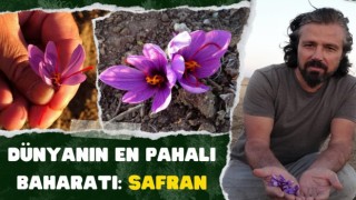 Dünyanın En Pahalı Baharatı: Safran