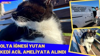 Olta İğnesi Yutan Kedi Acil Ameliyata Alındı