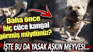 Cüce Kangal Türkiye'nin yeni Gündemi oldu