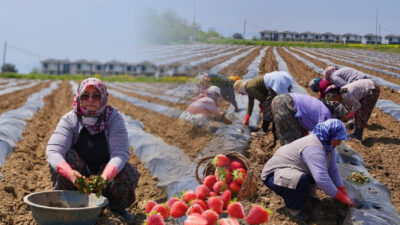 Ayvalık Altınova’da bulunan 15 dönümlük tarlaya, üç farklı tohumdan elde