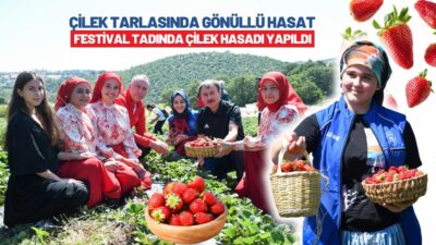 Balıkesir'de gençlerden Çilek Tarlasına Gönüllü Destek.. Balıkesir’in Karesi ilçesine bağlı