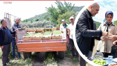 Marmara Adalar ilçesinde yürütülen Stevia Projesi kapsamında fidan teslimi ve