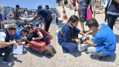 Gemi ile gelen evcil hayvanlara veteriner kontrolü zorunlu hale geldi.