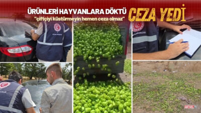 Bursa’nın Yenişehir ilçesinde bir üretici  ektiği biberlerden zarar edince