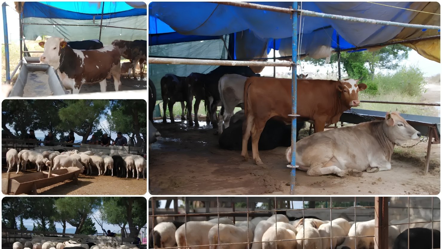 Ayvalık Belediyesi, Kurban Bayramı öncesi hazırladığı modern kurban pazarını hizmete