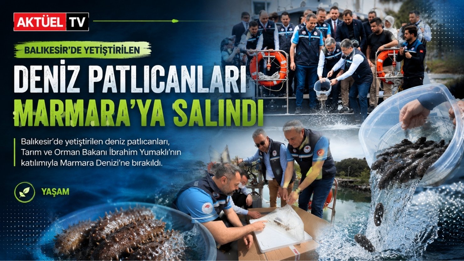 Balıkesir’de yetiştirilen deniz patlıcanları, Tarım