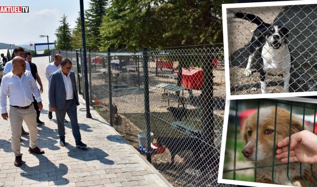 Altıeylül Belediye Başkanı Hakan Şehirli, Hayvan Bakımevi ve Doğal Yaşam