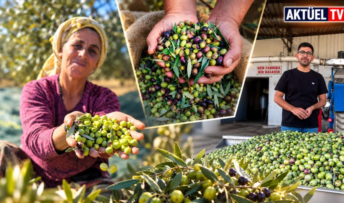 İzmir’de zeytin üreticileri, yükselen girdi maliyetleri ve düşen alım fiyatları